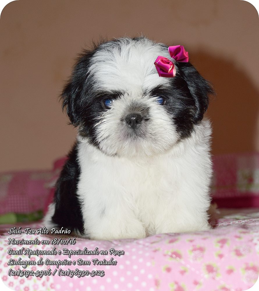 shih tzu filhote preço